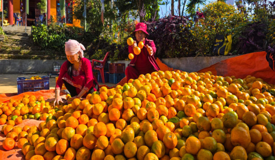 बन्दीपुरका किसान सुन्तलाखेतीप्रति आकर्षित, १० लाख कमाउन बाहिर जान नपर्ने