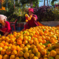 धिमाल पर्वमा बिदा