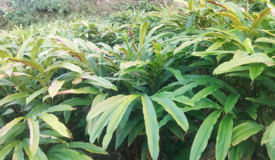 समितिद्वारा तरकारी र फलफूलको मूल्य निर्धारण