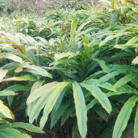 बालसुधार गृहमा विद्यालय सञ्चालन गर्न उच्च अदालतको परमादेश