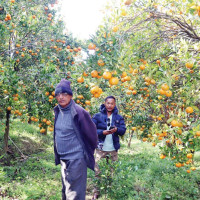 दिवङ्गत आफन्तको सम्झनामा गाईजात्रा  (फोटो फिचर)
