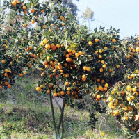 दिवङ्गत आफन्तको सम्झनामा गाईजात्रा  (फोटो फिचर)