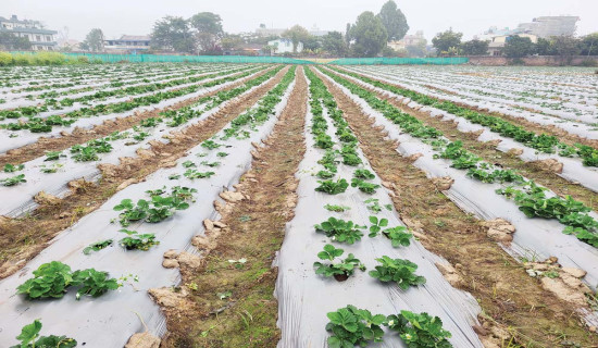 विस्तार हुँदै स्ट्रबेरी खेती