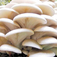 नाबालिका बलात्कार आरोपमा किशोर पक्राउ