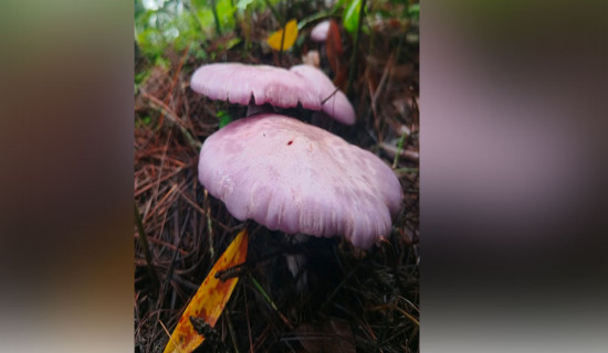 च्याउ नचिनेर खानु हानिकारक