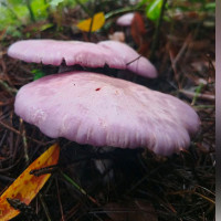 बलेवा विमानस्थल : जहाज चढ्न पाइने टुङ्गो छैन