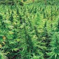 यस्तो छ आजका लागि निर्धारित विदेशी मुद्राको विनिमयदर