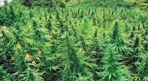 तीस बिघामा लगाएको गाँजा फडानी