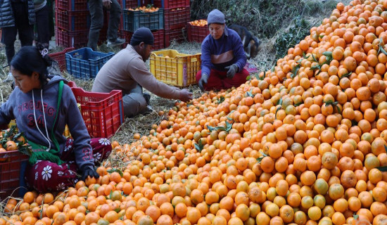 म्याग्दीमा यस वर्ष सुन्तला उत्पादन घट्यो