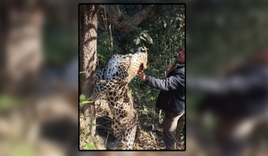 दैलेखमा पासोमा परेर चितुवाको मृत्यु