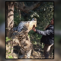 प्रतिनिधि सभा सदस्य निर्वाचन,चालिस संस्थाले पर्यवेक्षण गर्ने