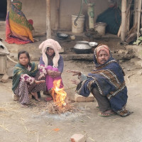 भोजपुरको आमचोकको चौध सय रोपनीमा चियाखेती