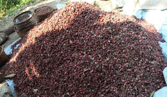 अलैँचीको खेती क्षेत्र बढ्यो, उत्पादन घटयो