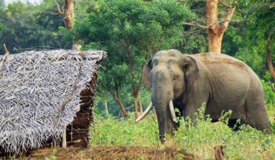 गोली लागेर एकको मृत्यु, भरुवा बन्दुकसहित पाँच जना पक्राउ