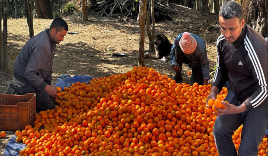 धनकुटामा सुन्तलाको उत्पादन बढ्दो