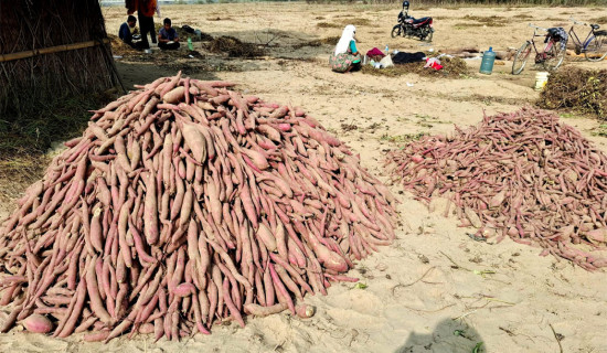 राप्ती नदीको बगरमा सखरखण्डको खेती गर्ने बढे