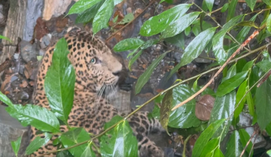 चितुवाको आक्रमणबाट दुई घाइते