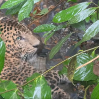 किन पाप पखाल्न आउँदैन पवित्र छायाँनाथमा