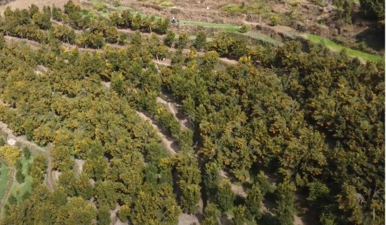 अमेरिका आयात हुने फर्निचरमा करवृद्धि स्थगित