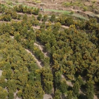 भोजपुरे खुकुरी : माग बढ्यो, कालीगढको अभाव