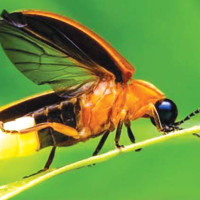 नयाँ शैक्षिक सत्र लागु गर्न हतार