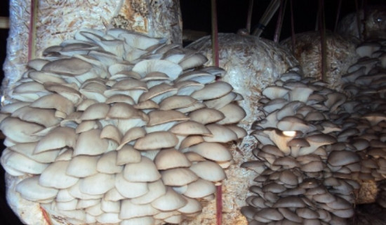 जङ्गली जनावरबाट जोगाउन च्याउ खेती