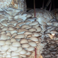 इलाममा अन्तर्राष्ट्रिय चिया महोत्सव हुने