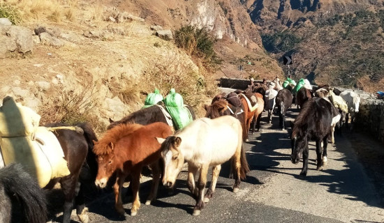 रारा तालको मनमोहक दृश्य