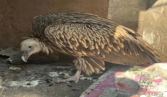 लोपोन्मुख हिमाली गिद्धको सफल उद्धार