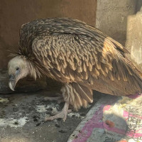 हिमाली भेगमा अलपत्र दुई हजार पर्यटकको उद्धार