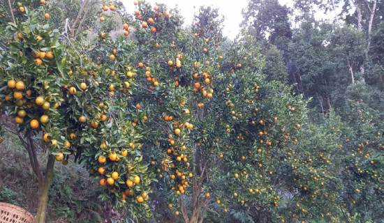 आज विश्व दूध दिवस मनाइँदै