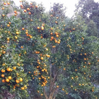 ‘यो वर्षदेखि अस्पताल सञ्चालन हुन्छ’