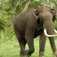 जङ्गली हात्ती गाउँमा पस्दा तीन घरमा क्षति