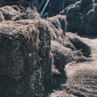 चिराइतोको मूल्यमा गिरावट आउँदा भोजपुरका किसान चिन्तित