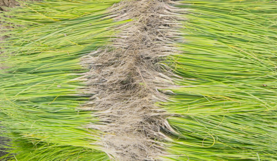 बाँझो जमिन प्रयोग गर्ने कृषकलाई प्रतिरोपनी भत्ता