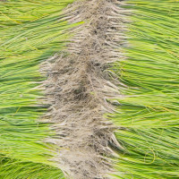 आज विश्व दूध दिवस मनाइँदै