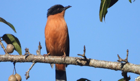 गुल्मीमा चरा प्रजातिको सङ्ख्या ३५५ पुग्यो