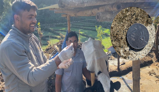 गाईको पेटबाट निकालियो किल्ला र भारु सिक्का