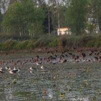 तीन महिनामा एक करोड आठ लाख बढीको अवैध सामान बरामद