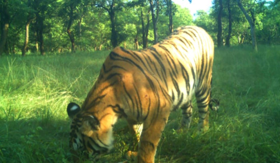 बाघको आक्रमणबाट बाँकेको कुसुममा एक जनाको मृत्यु