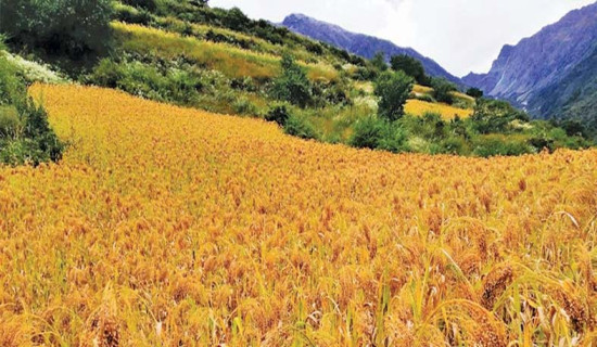 लोपोन्मुख चिनो घरबाटै बिक्री