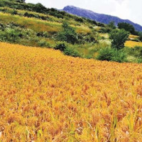 भूकम्प अपडेट: रुकुम पश्चिममा १४३ घाइते, ३ जनाको अवस्था गम्भीर