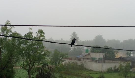 कार दुर्घटनामा एक बालिकासहित दुई जनाको मृत्यु