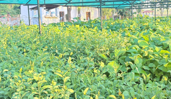 धनगढी उपमहानगरमा स्वतन्त्र उम्मेदवार हमाल विजयी