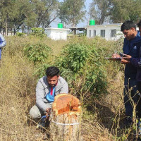 धनगढी उपमहानगरमा स्वतन्त्र उम्मेदवार हमाल विजयी