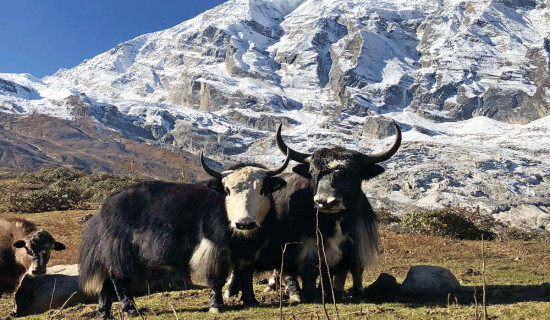 लोड अनलोड मजदुरको गुनासो: जोखिम छ, छैन सामाजिक सुरक्षा