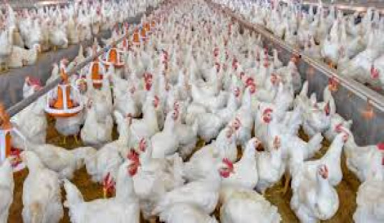 सिँचाइको व्यवस्था भएपछि किसान हर्षित