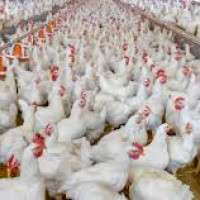 फेरियो गाउँले शैली