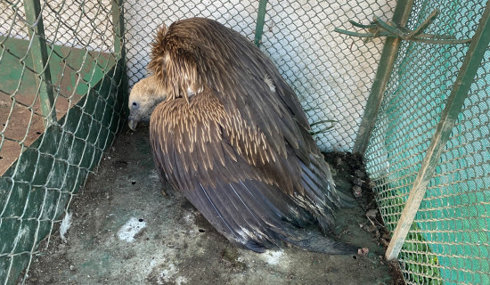 लोपोन्मुख हिमाली गिद्धको उद्धार