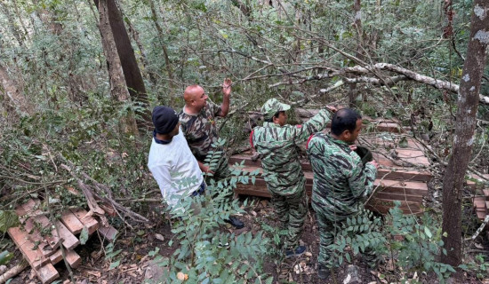 वनकै पदाधिकारीको मिलेमतोमा काठ तस्करी